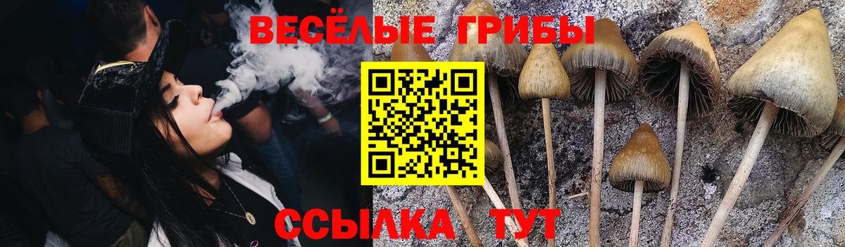 Каменка  Галлюциногенные грибы Psilocybe  Галлюциногенные грибы Magic Shrooms  Вход с VPN 